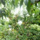 하늘농장 이미지