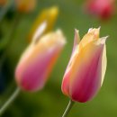 Tulip feve - Jana Vanourkova 이미지