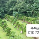 수목장 이미지