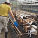 진안보어농장 이미지