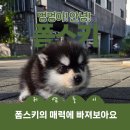 이담펫 이미지