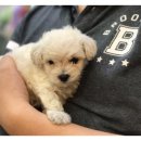 멍멍아! 노~올자 이미지