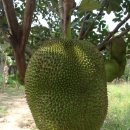 강일구농장 이미지