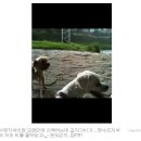 강아지세상 이미지
