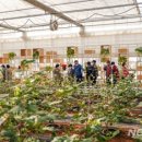 목화자원 이미지