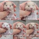 봄꽃햄스터