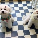 미용특공대 이미지