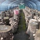 오번리 농장 | 오번리 탁구네 농장-맥문동,표고버섯-