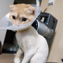 비슬동물병원 이미지