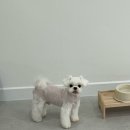 이뻐질개 애견미용실 이미지