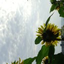 하버드유치원 이미지