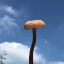 물밤농장 Daum카페