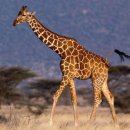 기린산소 이미지