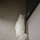 천자로 | 고양이 종양 복수천자 후기 주기 관리방법