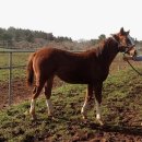 근성목장 이미지