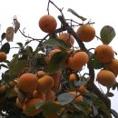 단감테마공원 이미지