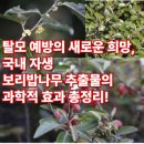환원-희망 | 탈모 예방의 새로운 희망, 국내 자생 보리밥나무 추출물의 과학적 효과 총정리!