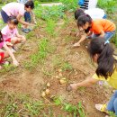 여주 ﻿점봉초, 연라초 병설 유치원생, 감자 캐기 체험 이미지