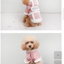 도그맘애견 이미지