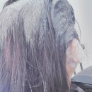 아프로디테헤어 네이버블로그
