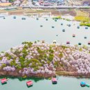 “진짜 벚꽃 섬이 있네”… 봄 여행으로 꼭 가볼만한 벚꽃 섬과 벚꽃 동산은 어디 이미지