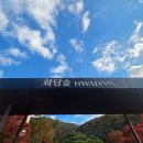 따, 숲 | 이른 11월의 단풍여행: 가려진 단풍잎 사이로 바라 본 화담숲 방문 후기