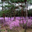 세종대왕릉 소나무 숲,진달래 동산에서 봄의 정취를 만끽하세요 이미지