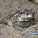 두꺼비섬 이미지