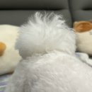 차차펫살롱 이미지