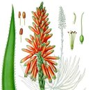 알로에(ALOE)