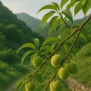 🍑 매실의 친척, 개복숭아 – 숨겨진 여름의 보물 과일!