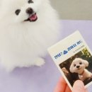 내 강아지의 봄 일산애견유치원&애견호텔 | 안녕? 똥강아지 카드 ft. 강아지 유치원 대표님 후기 #펫타로 #강아지타로