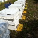 풍촌농장 이미지