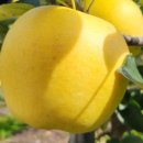 일심1로R 이미지