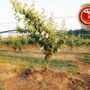 큰샘농원 이미지