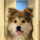 신발신은 강아지 이미지