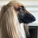 아프간 하운드 (Afghan Hound) 이미지