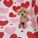 멍냥살롱 이미지