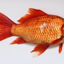 잉어 이미지