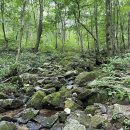 국립청태산자연휴양림 티스토리