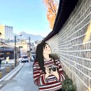 라임고양이 이미지