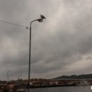 더조은수산 이미지