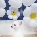 우주펫애견미용 이미지