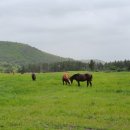 제일목장 이미지