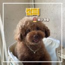 화명동 컴피 애견미용 잘하는 곳 푸들 곰돌이컷 후기