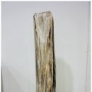 화석(규화목) 이미지