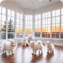 수색동물병원 | 수색 말티즈분양 작은 집에서 시작한 우리의 특별한 동행