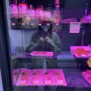 시크리코소금돼지 | 탄벌동정육점 가성비 맛집 ' 설화네한우정육점 '
