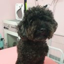 DOG LOVE WITH 란 이미지