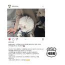 486펫콜(서면점) | 부산 펫택시 486펫콜 - [후기] 서면 스튜디오 기린 : 말티, 푸들 남매 [베베와 마요] | 애견택시/반려...